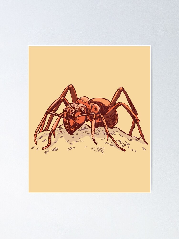 Printable American Spiders tab vintage natural history illustration poster