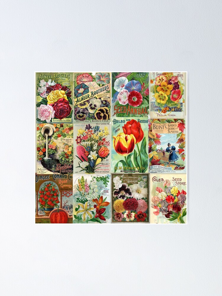 Vintage Seed Packet Postcards - Pack of 12