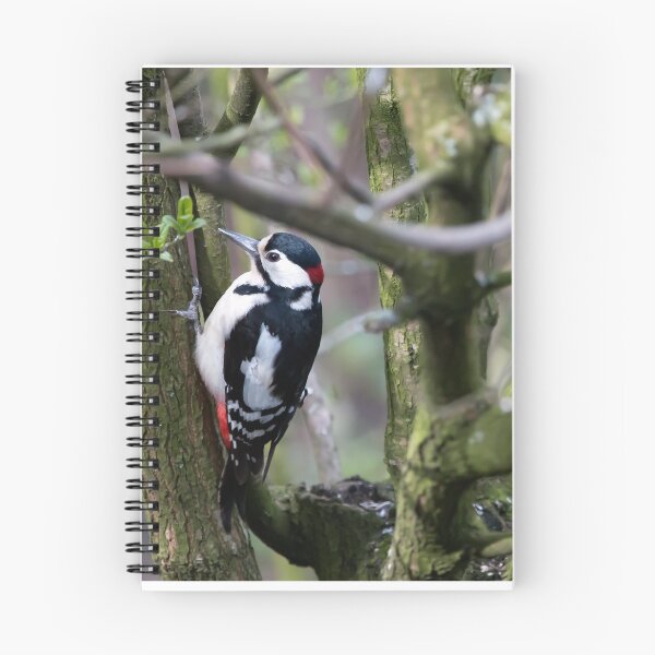 Item preview, Great Spotted Wood Pecker in woodland. designed and sold by Lesogorman.