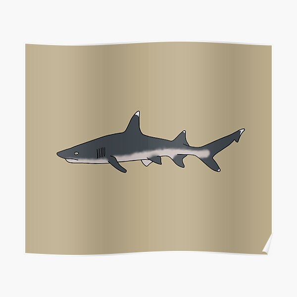 Oceanic White Tip Shark Poster