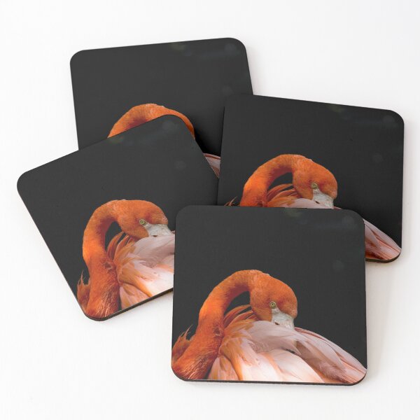 Item preview, American flamingo designed and sold by pietrofoto.