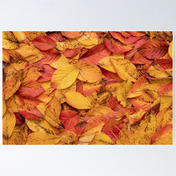 Item preview, Autumn #2 designed and sold by ccullen222.