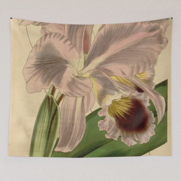 Item preview, Cattleya labiata Curtis' 69 (N.S. 16) pl. 3998 (1843) designed and sold by EsotericBotanic.