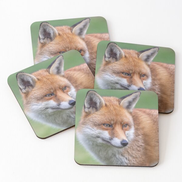 Item preview, Red Fox designed and sold by Steve Liptrot Photography.