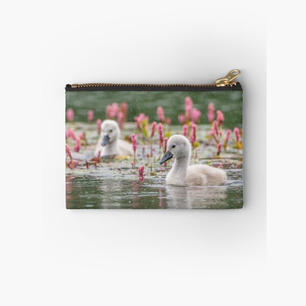 Item preview, Mute Swan Cygnets designed and sold by Steve Liptrot Photography.