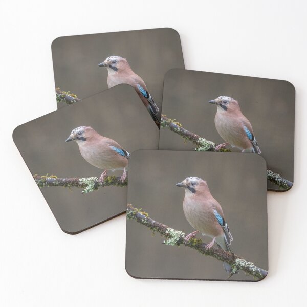 Item preview, European Jay designed and sold by Steve Liptrot Photography.