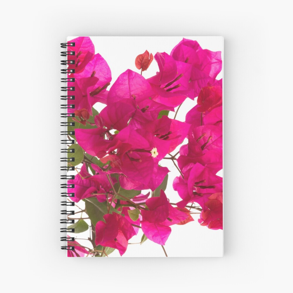 Seamless floral pattern with pink bougainvillea flower on climbing