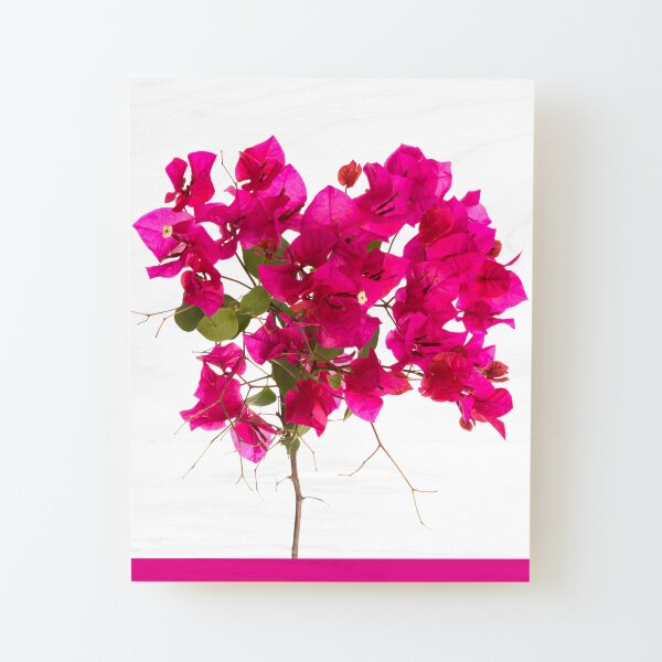 Tropical store Bougainvillea Pink Flower Photographic Print, Unframed