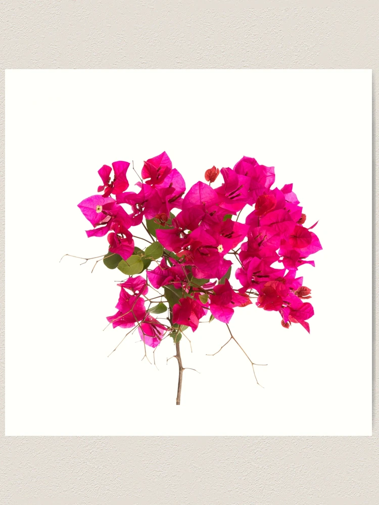 Tropical Bougainvillea Pink Flower Photographic retailer Print, Unframed