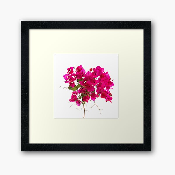 Item preview, Bougainvillea Flower designed and sold by Pris25.