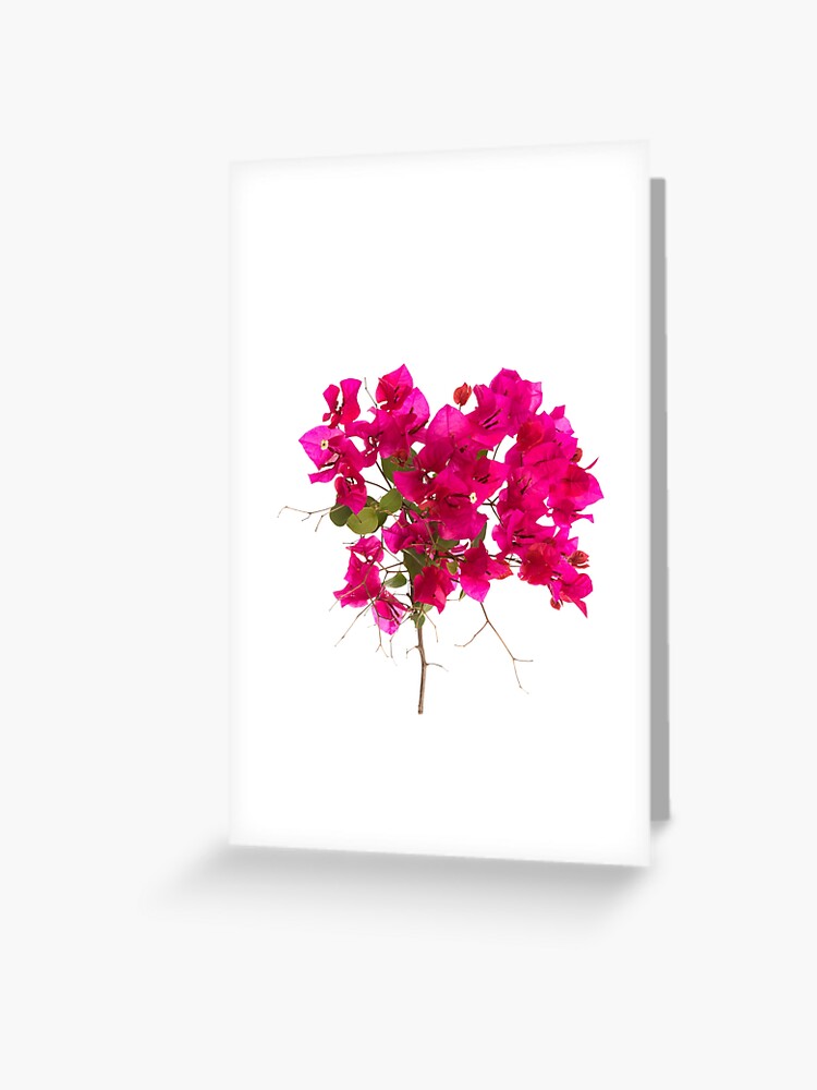 Tarjetas de felicitación «Flor de buganvilla» de Pris25 | Redbubble