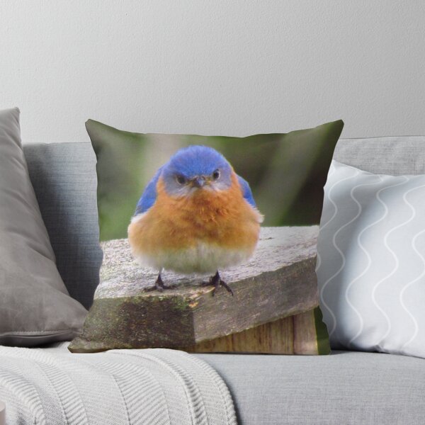 Item preview, Grumpy Bluebird, Original photograph designed and sold by Denise Larson.