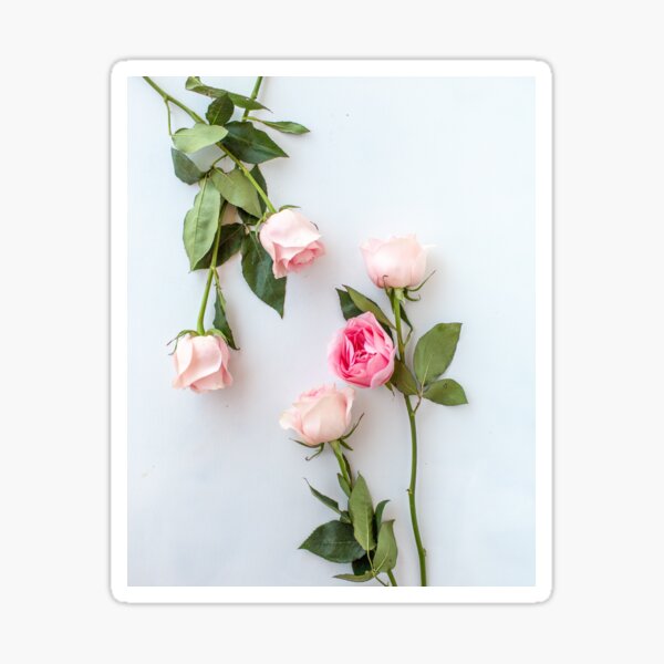 Item preview, Blush Pink Roses designed and sold by newburyboutique.