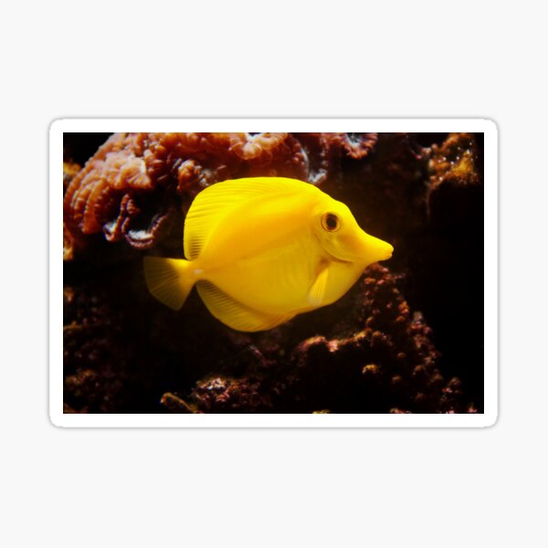 Smile ! - Happy Yellow Tang Sticker