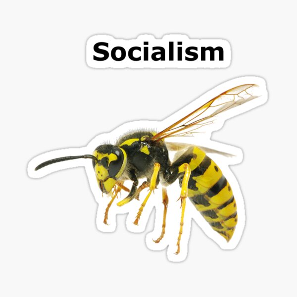 Wasp Meme Gifts Merchandise Redbubble