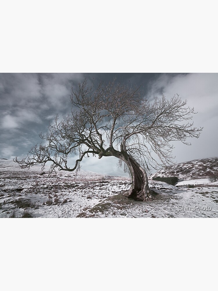 Frandy Tree in Winter by ShinyPhoto
