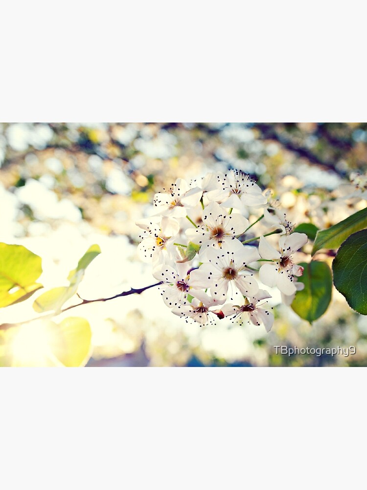 Discover Spring Blooms Premium Matte Vertical Poster