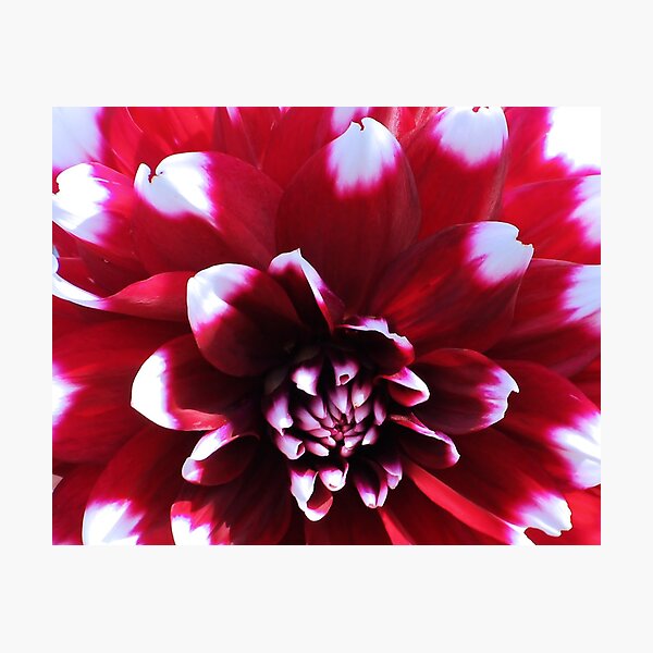 Red Dahlia Photographic Print