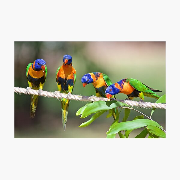NT ~ PARROT ~ Red-collared Lorikeet D7kYAvhw by David Irwin 31012021 Photographic Print