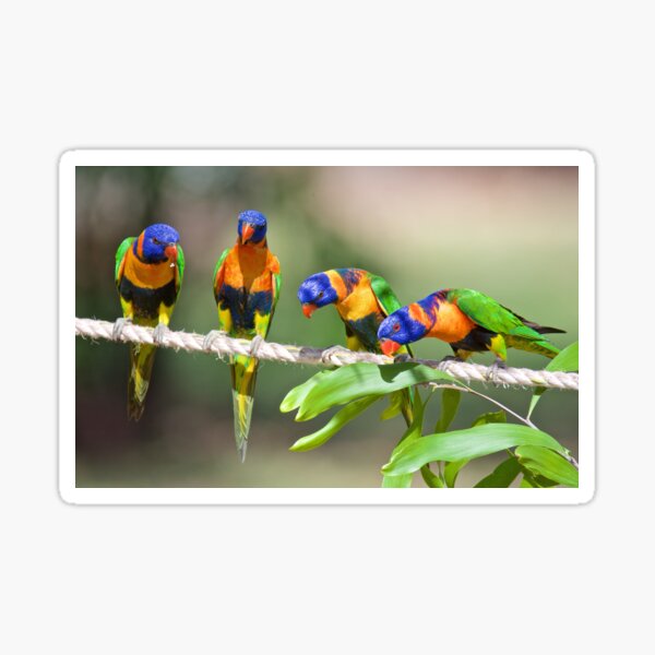 NT ~ PARROT ~ Red-collared Lorikeet D7kYAvhw by David Irwin 31012021 Sticker