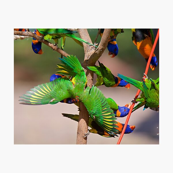 NT ~ PARROT ~ Red-collared Lorikeet 33biG3Mp by David Irwin 31012021 Photographic Print