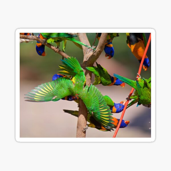 NT ~ PARROT ~ Red-collared Lorikeet 33biG3Mp by David Irwin 31012021 Sticker