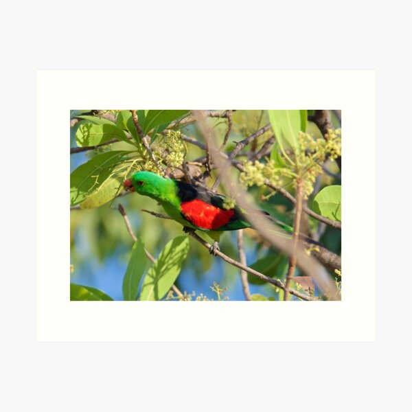 NT ~ PARROT ~ Red-winged Parrot PaoMNjm3 by David Irwin 31012021 Art Print