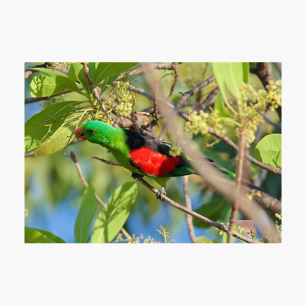 NT ~ PARROT ~ Red-winged Parrot PaoMNjm3 by David Irwin 31012021 Photographic Print
