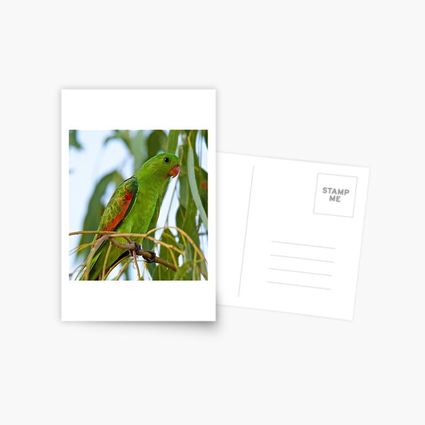 NT ~ PARROT ~ Red-winged Parrot b4TAHEEq by David Irwin 31012021 Postcard
