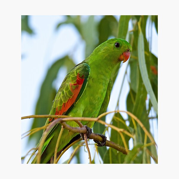 NT ~ PARROT ~ Red-winged Parrot b4TAHEEq by David Irwin 31012021 Photographic Print