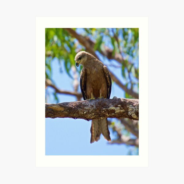 NT ~ RAPTOR ~ Square-tailed Kite HKCECDQQ by David Irwin 31012021 Art Print