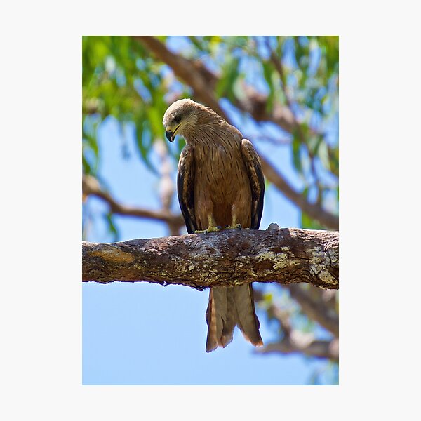 NT ~ RAPTOR ~ Square-tailed Kite HKCECDQQ by David Irwin 31012021 Photographic Print