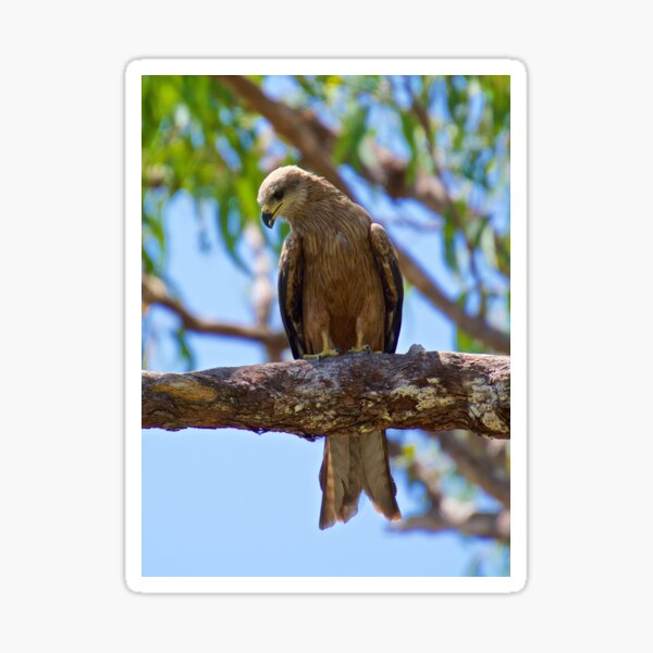 NT ~ RAPTOR ~ Square-tailed Kite HKCECDQQ by David Irwin 31012021 Sticker