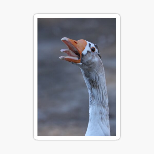 Goose Head Gifts Merchandise Redbubble