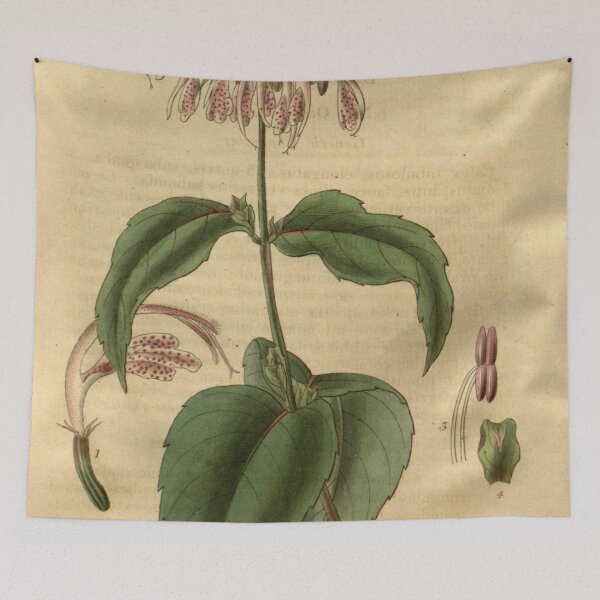 Item preview, Curtis's botanical magazine (Plate 3310) (8202156879) designed and sold by EsotericBotanic.