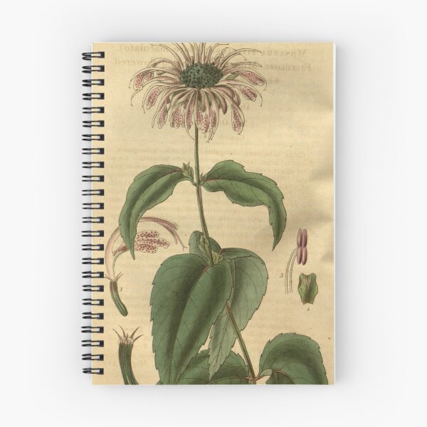 Item preview, Curtis's botanical magazine (Plate 3310) (8202156879) designed and sold by EsotericBotanic.