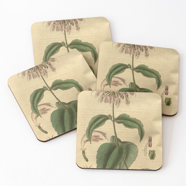 Item preview, Curtis's botanical magazine (Plate 3310) (8202156879) designed and sold by EsotericBotanic.