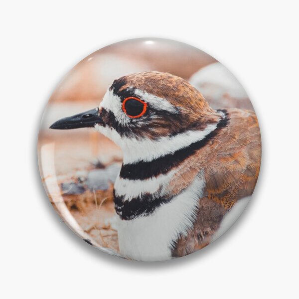Item preview, Nesting Killdeer At The Beach designed and sold by hannahlainphoto.