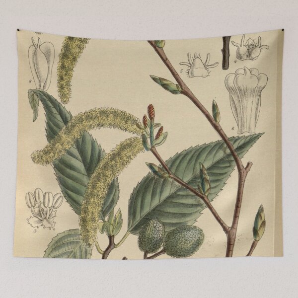 Item preview, Alnus firma yasha 144 8770 designed and sold by EsotericBotanic.