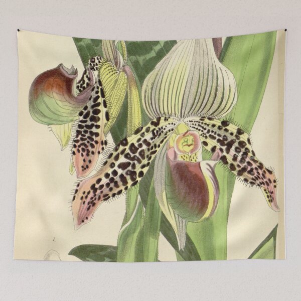 Item preview, Paphiopedilum argus (as Cypripedium argus) Curtis' 101 (Ser. 3 no. 31) pl. 6175 (1875) designed and sold by EsotericBotanic.