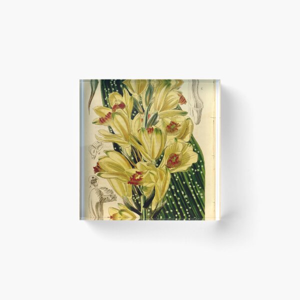 Item preview, Phaius flavus (as Phaius maculatus) Curtis' 68 (N.S. 15) pl. 3960 (1842) designed and sold by EsotericBotanic.