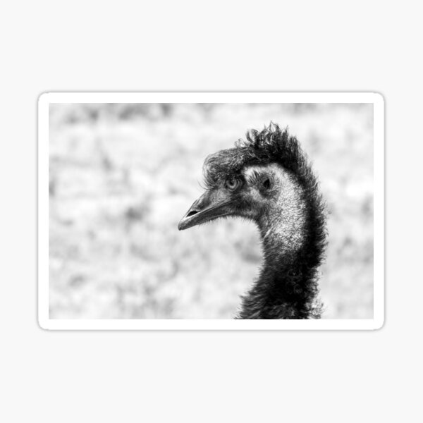 Roadside Emu in black and white Sticker