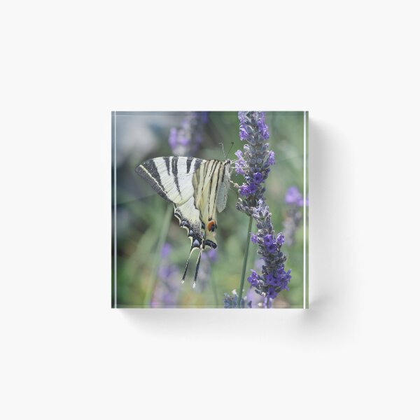 Item preview, Scarce Swallowtail On Lavender designed and sold by SweepingShadows.