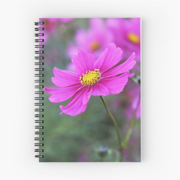 Artikelvorschau, Pink Kosmos Blume entworfen und verkauft von SweepingShadows.