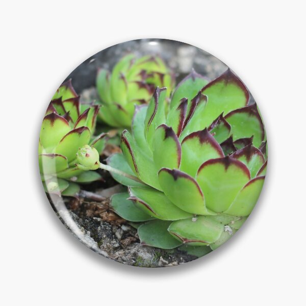 Item preview, Houseleek designed and sold by SweepingShadows.