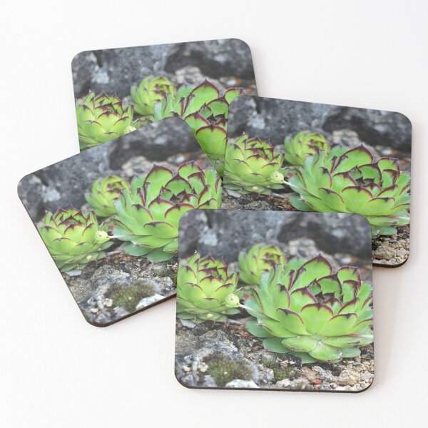 Item preview, Houseleek designed and sold by SweepingShadows.
