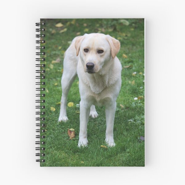 Item preview, Perro perdiguero de labrador amarillo designed and sold by SweepingShadows.