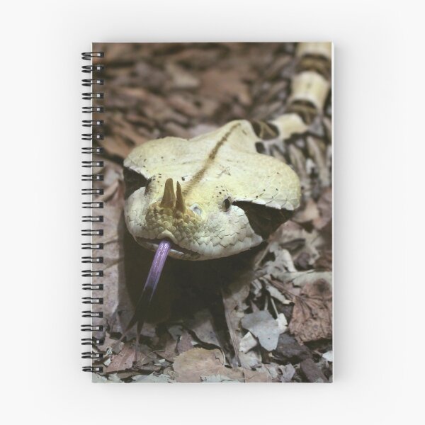 Item preview, Gaboon Viper Snake Close Up designed and sold by SweepingShadows.