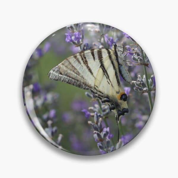 Item preview, Scarce Swallowtail On Lavender designed and sold by SweepingShadows.