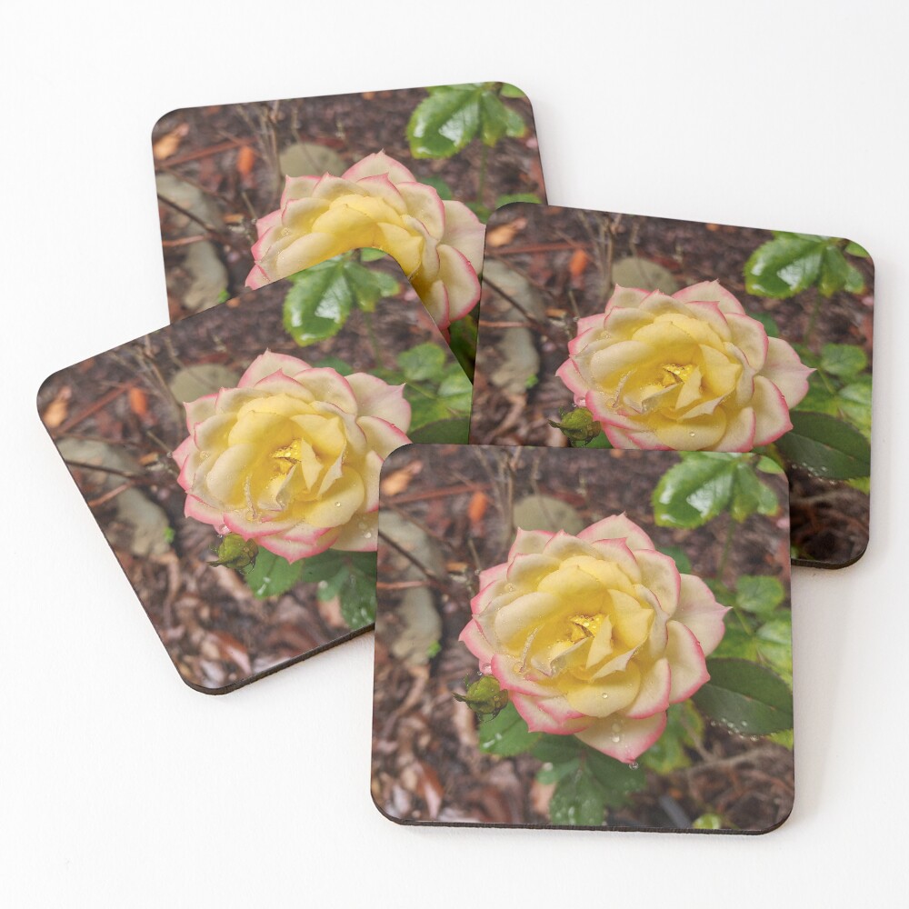 Item preview, Coasters (Set of 4) designed and sold by baimonkey.